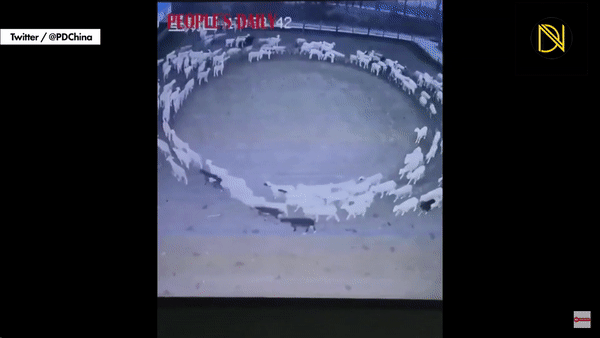 중국에서 한 무리의 양 떼가 열흘 넘게 큰 원을 그리며 걷고 있는 기이한 장면이 포착됐다. 영상은 양들이 원을 그리며 걷는 모습. /영상=유튜브 캡처